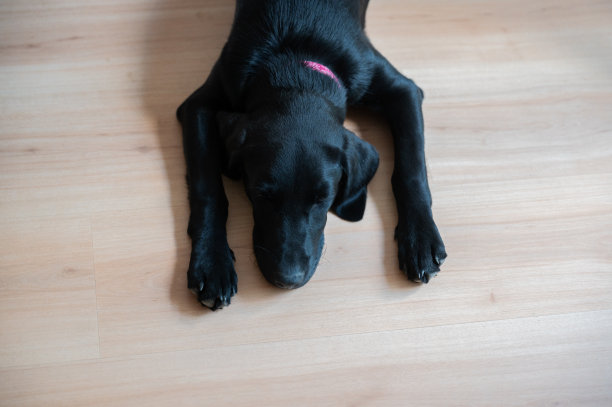 可爱的黑色拉布拉多小狗躺在地板上图片下载