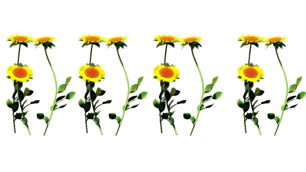 向日葵植物3D渲染图片下载