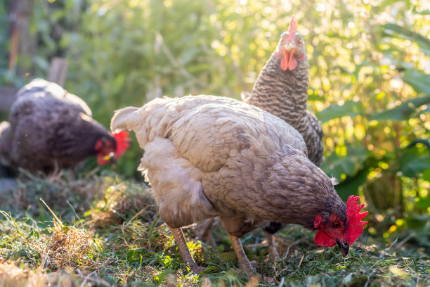 自由放养的母鸡-在花园里的蓝色和灰色的母鸡图片下载