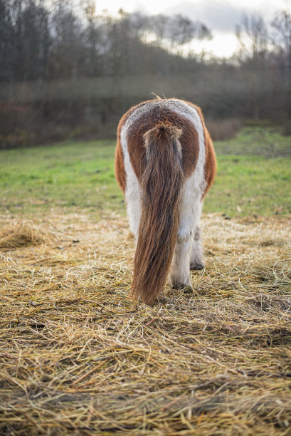 后面的设得兰矮种马图片下载