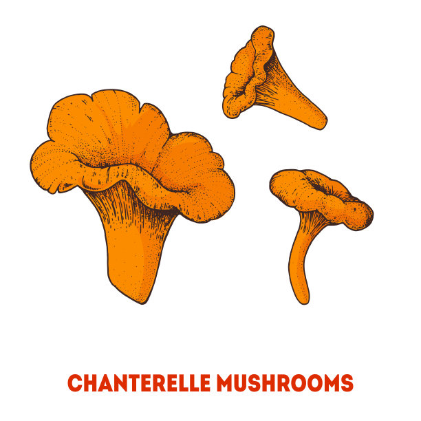 鸡油菌手绘。蘑菇矢量插图。有机健康食品。伟大的包装设计。图片下载