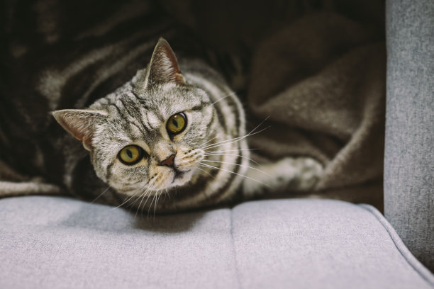 一只有趣的猫(苏格兰直毛猫)坐在椅子上的肖像。图片下载