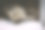 一只有趣的猫(苏格兰直毛猫)坐在椅子上的肖像。图片下载