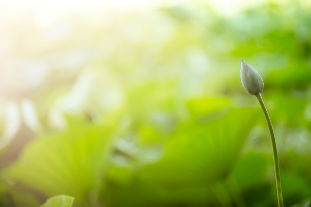 封闭的荷花蓓蕾在绿叶的背景上。模糊的背景图片下载