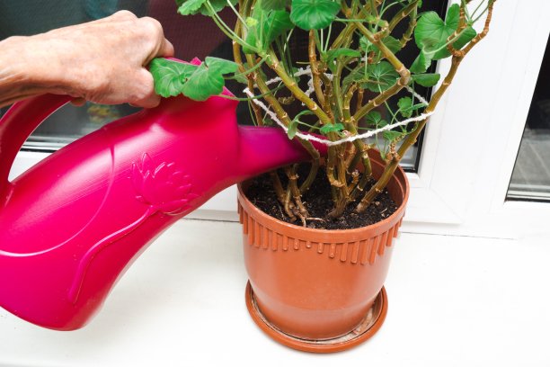 老妇人浇花图片下载