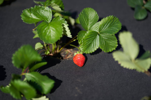草莓床的特写镜头应该用黑布覆盖。种植草莓的现代方法图片下载