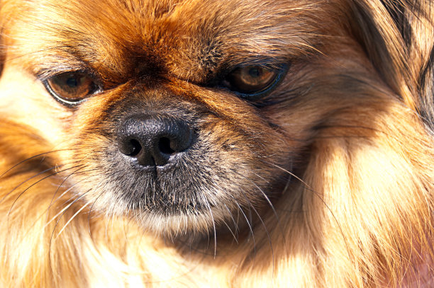 波美拉尼亚的狗图片下载