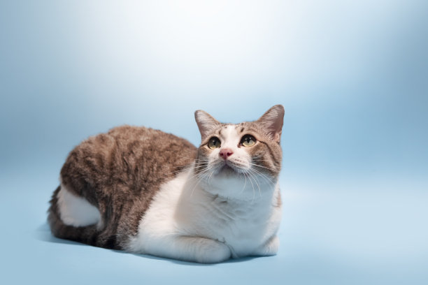 虎斑猫坐在蓝色背景前，抬头向上看图片下载