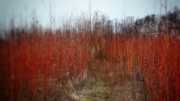 红色柳树的灌木丛与焦点效应图片下载