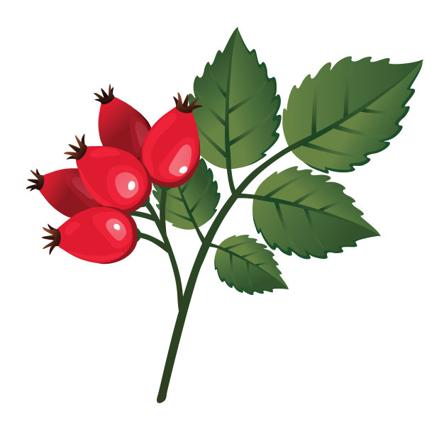 玫瑰果，矢量插图，孤立。犬蔷薇浆果。蔷薇的分枝与果实和叶子，修剪路径。图片下载