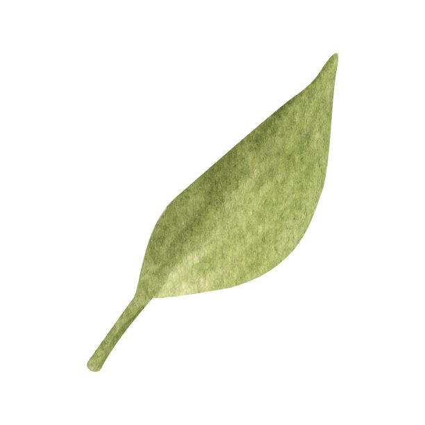 手绘波西米亚绿色叶子。水彩画插图叶子为婚礼装饰和安排。图片下载