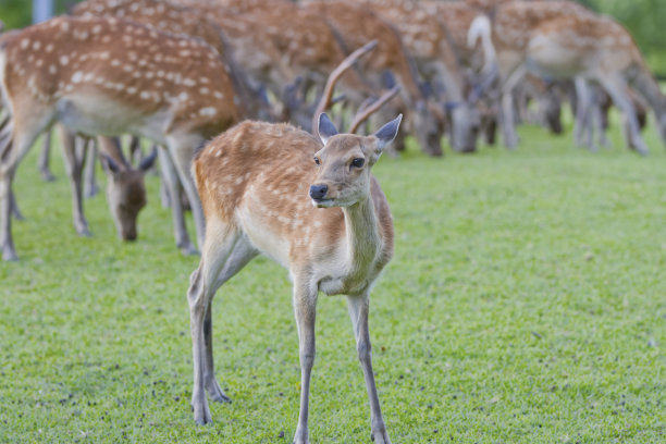 一只小鹿站在郁郁葱葱的草地上图片下载