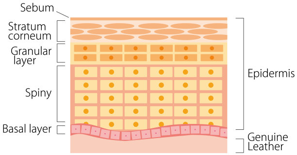 皮肤的横截面图片下载