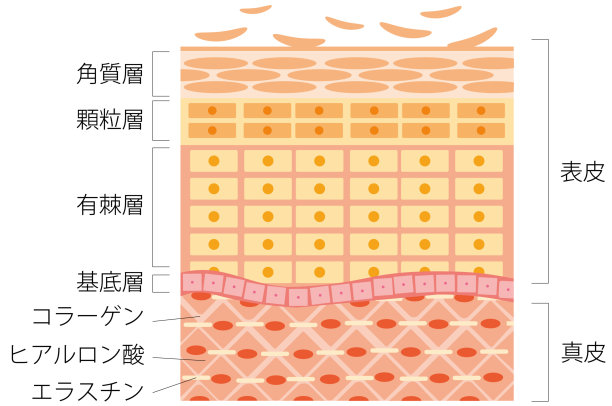 皮肤的横截面图片下载
