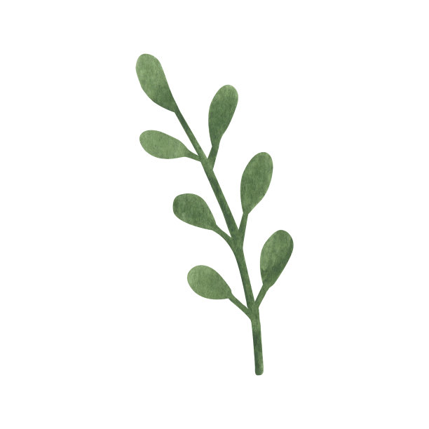 手绘波西米亚绿色叶子。水彩画插图叶子为婚礼装饰和安排。图片下载