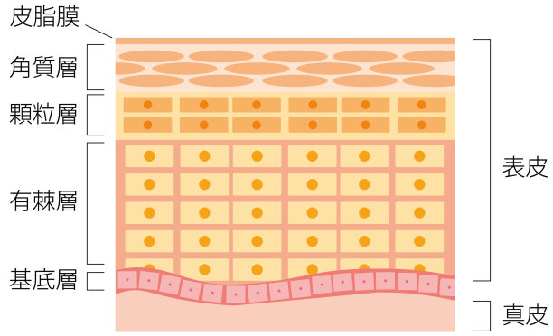 皮肤的横截面图片下载