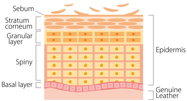 皮肤的横截面图片下载