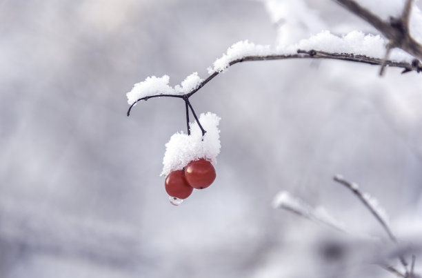 冬天的森林里，树枝上结满了红圆的浆果，上面覆盖着雪。图片下载