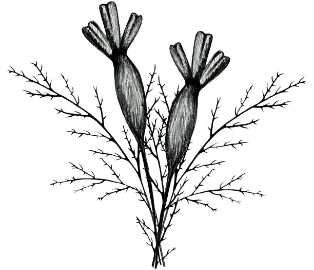 黑白手绘万寿菊花构图。图片下载