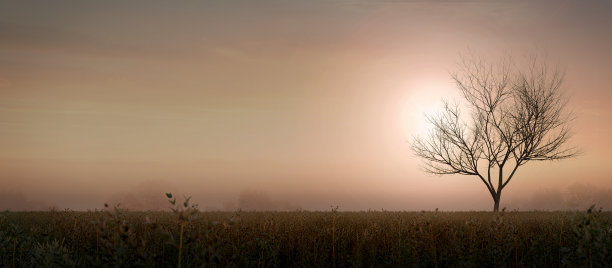 日落与剪影树全景视图。三维渲染图片下载