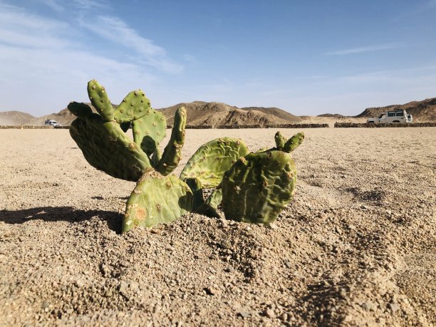 沙漠植物图片下载