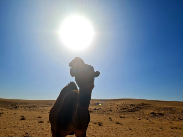 骆驼暂停图片下载