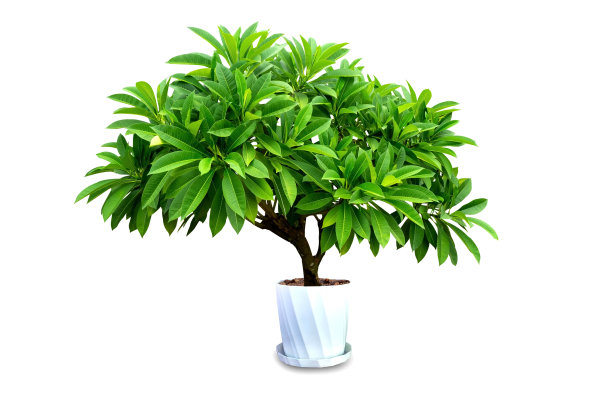 鸡蛋花在盆栽孤立的白色背景图片下载