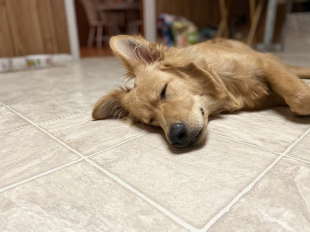 米洛熊图片下载