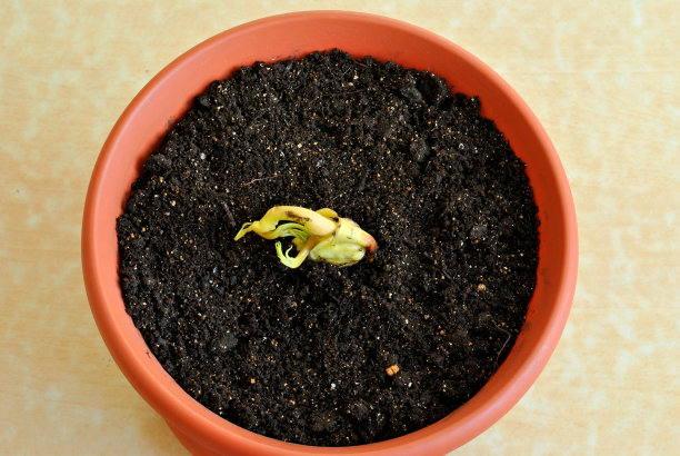 一步一步地说明如何从一粒种子开始种植芒果:第8步——种一粒种子，然后用3/4高度的土壤覆盖它。图片下载