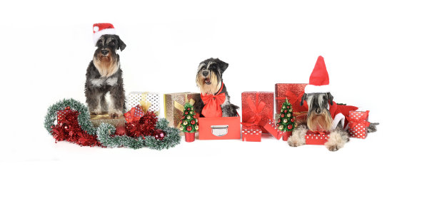 狗的圣诞标语图片下载