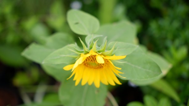 普通向日葵或向日葵图片下载