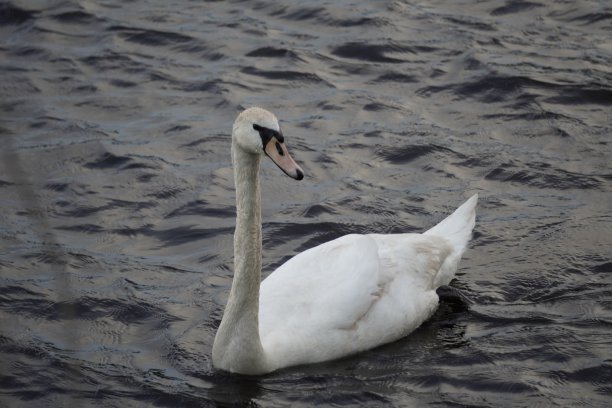 白色的鹅图片下载