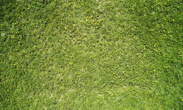 干净清新的绿草地背景图片下载