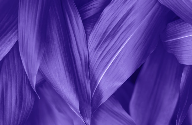 热带叶趋向于2022年的颜色非常接近，自然背景。图片下载