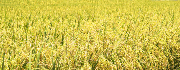 黄金稻米农场图片下载