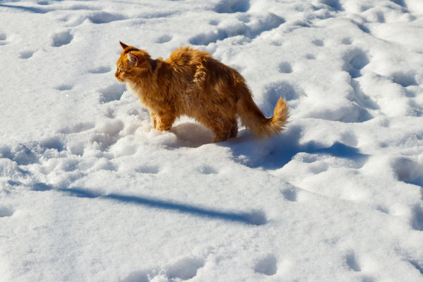 可爱的姜猫在白雪图片下载