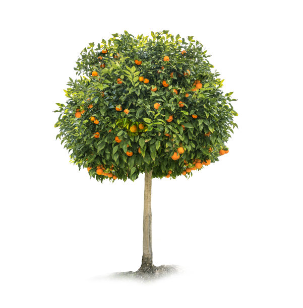 橙色的树在白色图片下载