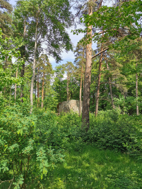 维堡市Monrepos的岩石自然公园里，一块巨大的长方形巨石，矗立在树木之间。图片下载
