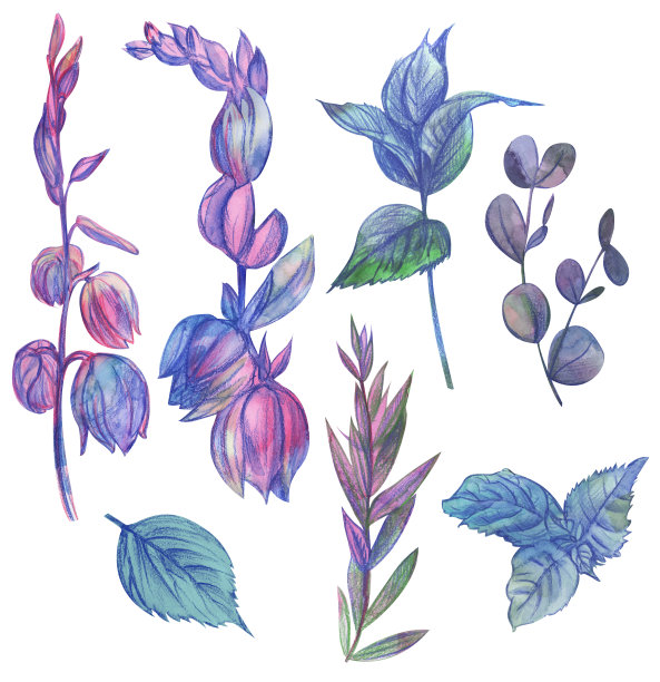 用水彩画的丝兰树枝和叶子组成的一组花图片下载