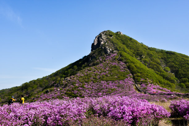 图为陕川郡公园黄马山的杜鹃花图片下载