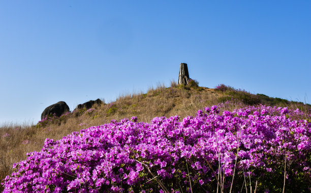 图为陕川郡公园黄马山的杜鹃花图片下载