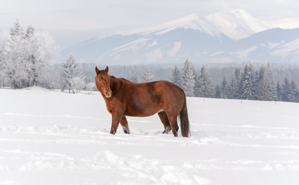 棕色的马走在冬天被雪覆盖的田野上，模糊的树和山的背景，侧视图片下载