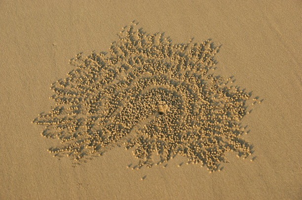 蟹沙球。雄蟹在水貂旁边摆出漂亮的沙球图案。雌蟹选择最美丽的图案和它的创造者图片下载