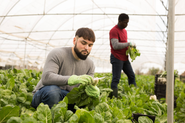 年轻的农民在温室里收获瑞士甜菜图片下载