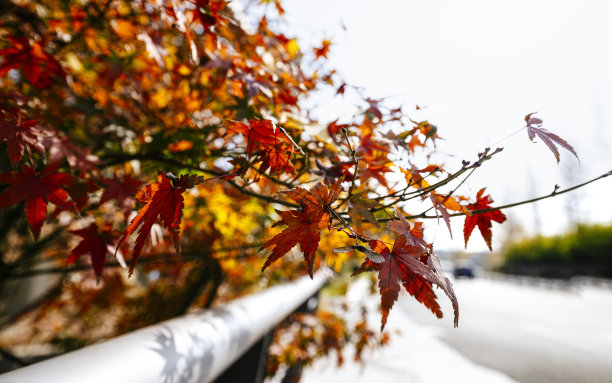 秋天的枫叶图片下载