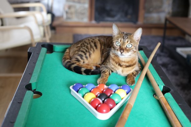 漂亮的孟加拉猫与台球桌图片下载