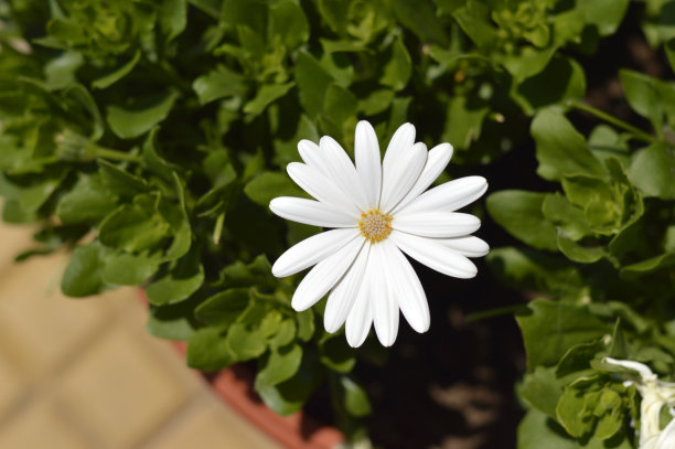 白雏菊开花近图片下载