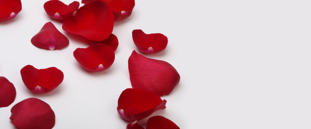 红玫瑰花瓣上有浅灰色的阴影。水平长背景与复制空间。图片下载