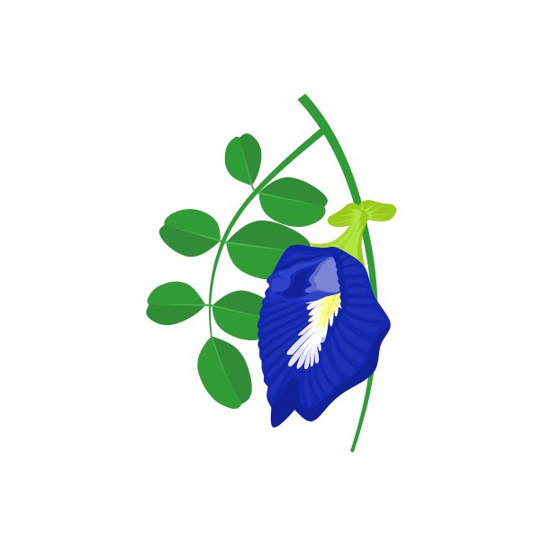 或蝴蝶豆，学名(阴蒂)，阿育吠陀医学中的草药。图片下载