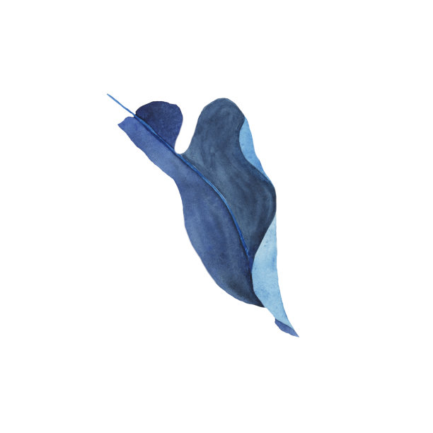 一个心形的蓝色弯叶爬藤绿草热带叶子孤立在白色背景。水彩手绘插图。图片下载